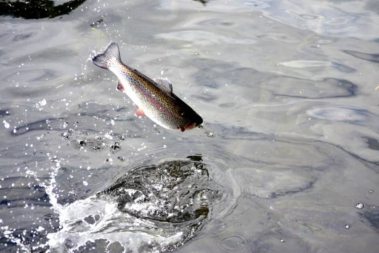 trout fishing